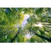 Wall26 - Sky View from Below a Tree Forest Wall - CVS - 100x144 inches   113200438501
